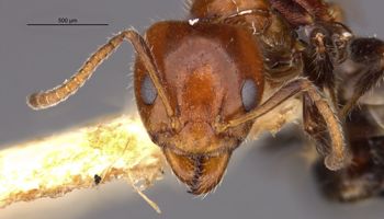 Media type: image;   Entomology 21249 Aspect: head frontal view
